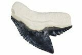 Fossil Tiger Shark (Galeocerdo) Tooth - Bone Valley, Florida #299492-1